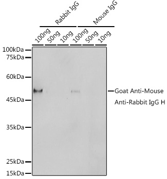 Антитела Anti-Mouse и Anti-Rabbit IgG H козьи, поликлональные, конъюгированные с HRP polymer, вестерн-блоттинг