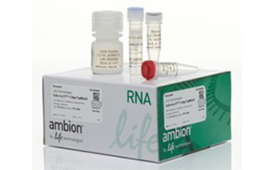 Ambion (Thermo Fisher Scientific) – лучшее  для работы с РНК