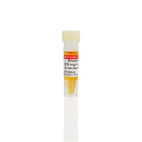 Антибиотик амфотерицин B, 2,5 мг/мл в ДМСО, для культур клеток, Servicebio