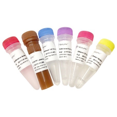 Набор для определения апоптоза  TUNEL FITC  TUNEL FITC Apoptosis Detection Kit A111, Vazyme, Китай