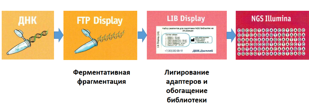 Схема рабочего процесса с набором LIB Display Рабочий процесс с набором LIB Display, ДНК-дисплей