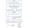 Принципиальная схема работы набора VAHTS Universal DNA Library Prep Kit for Illumina