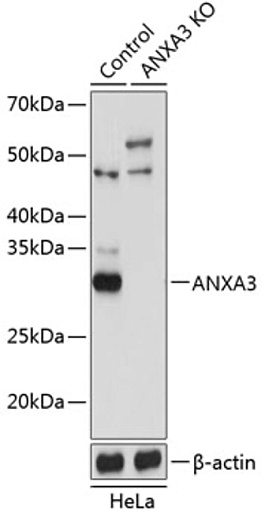Антитела [KO Validated] ANXA3 кроличьи, поликлональные