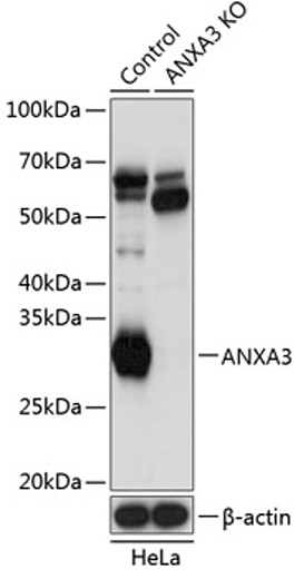 Антитела [KO Validated] ANXA3 кроличьи, поликлональные