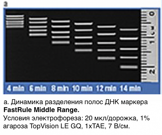 Маркер длин ДНК FastRuler Middle Range, 5 фрагментов от 50 до 1500 п.н., готовый к применению Фото 2