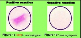 Набор для биохимической идентификации Listeria monocytogenes, O.B.I.S., 60 тестов/уп