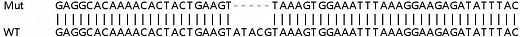 Клеточная линия Human CD47 knockout HEK293T cell line Фото 2