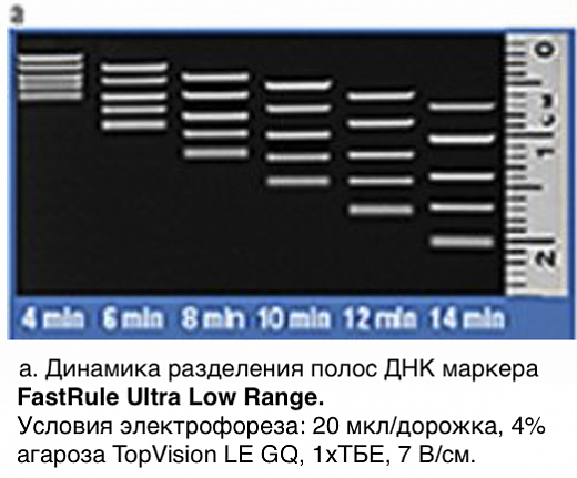 Маркер длин ДНК FastRuler Ultra Low Range, 5 фрагментов от 10 до 200 п.н., готовый к применению Фото 2