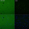 Антитела Anti-Mouse IgG (H+L) козьи, поликлональные, конъюгированные с ABflo (TM) 488, иммунофлуорисцентный анализа